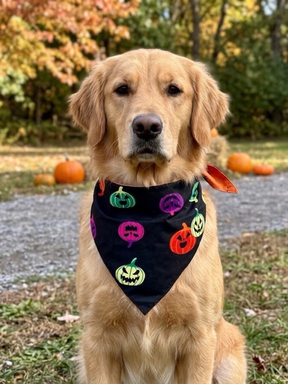 Reversible Print Dog Bandana - 2 Halloween Prints